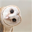The_Sanguinem's avatar
