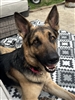 Gershepdawg's avatar
