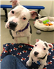 ShowMeYourPitties's avatar