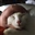 badgerjaw's avatar