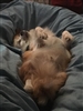 NorseGodLoki's avatar