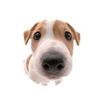 ChemicalCryptid's avatar