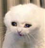wendigutz's avatar