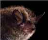 littlebrownbats's avatar