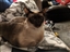 Ceekay77's avatar