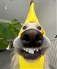 dxnoth's avatar