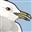 Thus_Spoke_The_Seagull's avatar