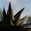 Raine_06's avatar
