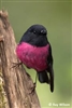 SevenRobin48's avatar