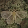 FloweryOrphan's avatar