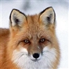 Maplefoxie's avatar