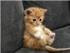 Mr_Maidenless's avatar