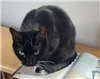 KittyCatBingo7543287's avatar