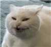 CanadianRobotOverlord's avatar
