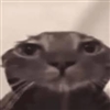 i_love_eating_cement's avatar
