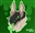 Chrittle33's avatar