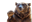 somedudethatmakescampaigns's avatar