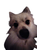 Desire_Raeburn's avatar