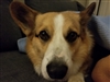 Hellhound's avatar