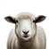 Potato66807's avatar