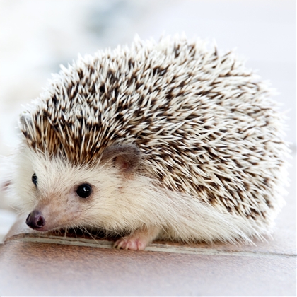 Way Of The Hedgehog Image