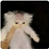 ToiletDestroyer17's avatar