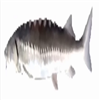 FunkySpinningFish's avatar