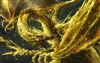 Ray_Rex_Cross's avatar