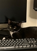 Laz115's avatar