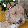 Nacho_the_Barbarian's avatar