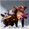 Cephlalop0d's avatar