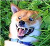 UnceremoniousCheese's avatar
