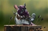 DMDuo's avatar