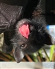 upsidedown_bat's avatar