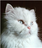 Sablemane's avatar