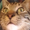 Kalaghan11's avatar