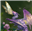 ForgottenForest's avatar