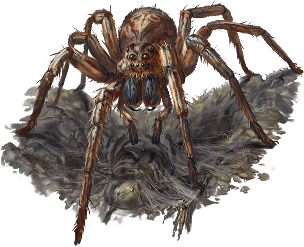Giant Wolf Spider