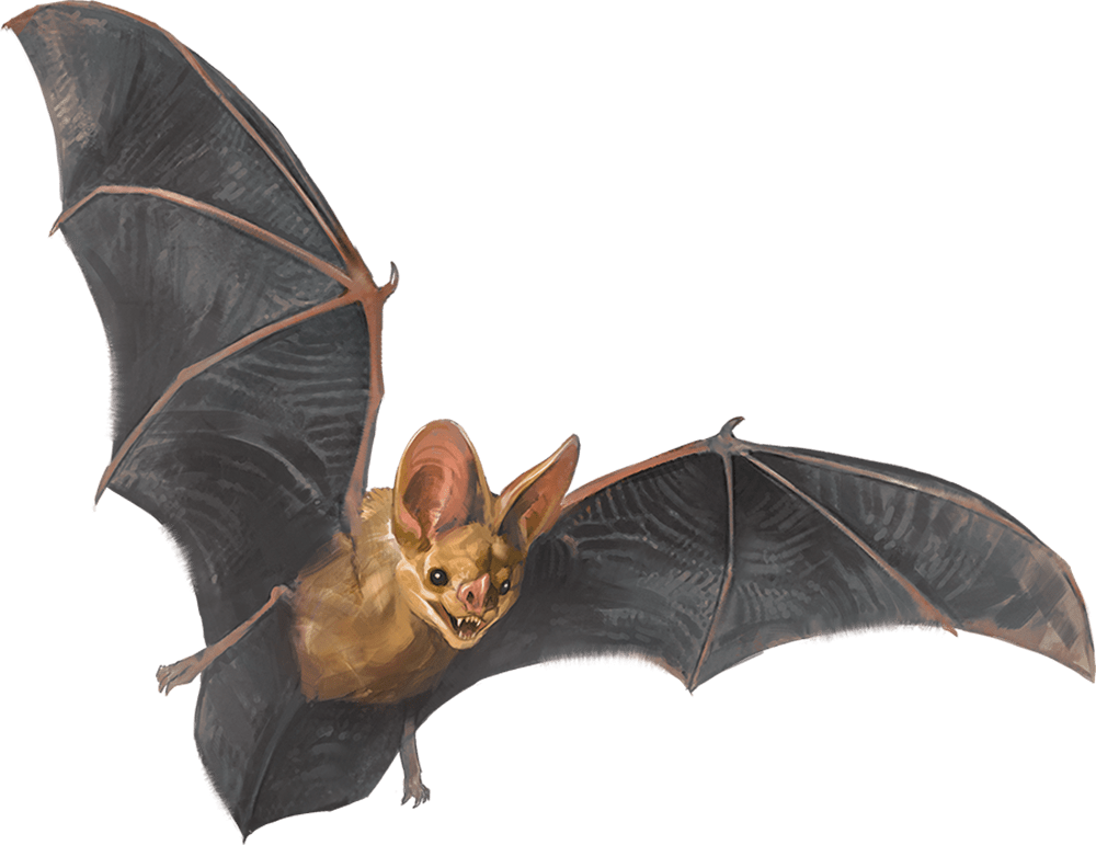 Swarm of Bats