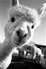 Aasylum's avatar