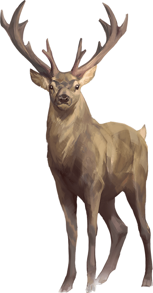 Elk