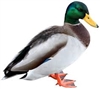 DucksAreCool's avatar