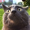 21lolpol's avatar