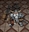 Bladerazor's avatar