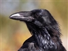 WolfeCriedPup's avatar
