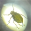 Catbry89's avatar