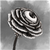 MegaCannon's avatar