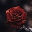 Rosenburg_'s avatar