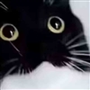 Airotaro's avatar