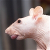 RetroRat's avatar